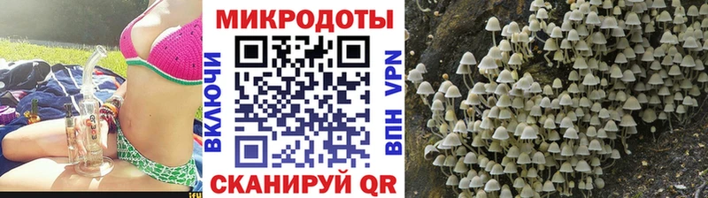 Купить где  Ельня  Псилоцибиновые грибы Cubensis 